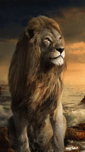 Gif animé lion assis